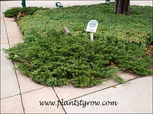 Growing towards the outer edge of the trees crown.  Ground cover plant is an Epimedium.